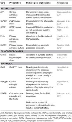 Glial Cells in the Genesis and Regulation of Circadian Rhythms